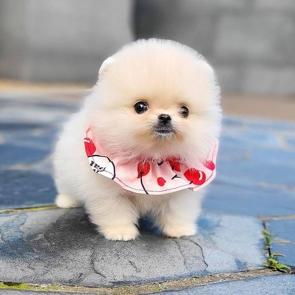 Teacup Pomeranian: All You Need to Know About This Tiny and Cute Breed ...