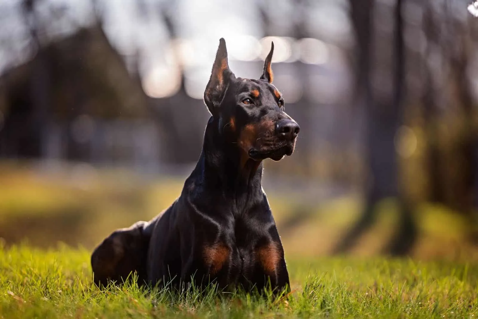 Embarking on the Journey to Welcome a Doberman Companion in Northern Mississippi: A Comprehensive Guide
