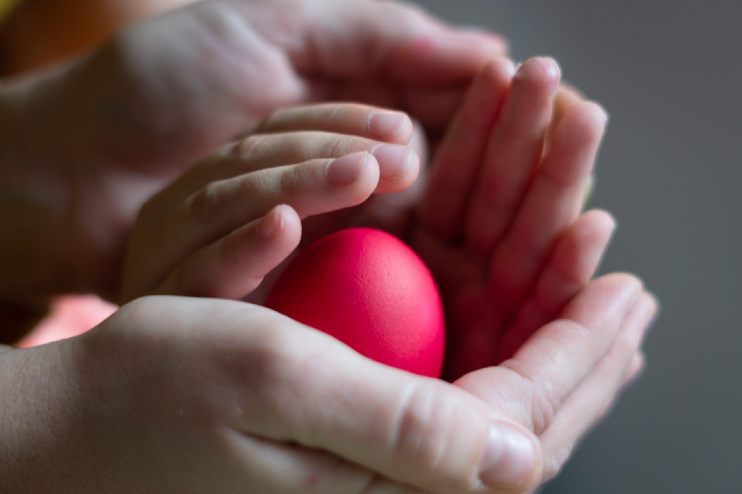 Beautiful Egg Donor