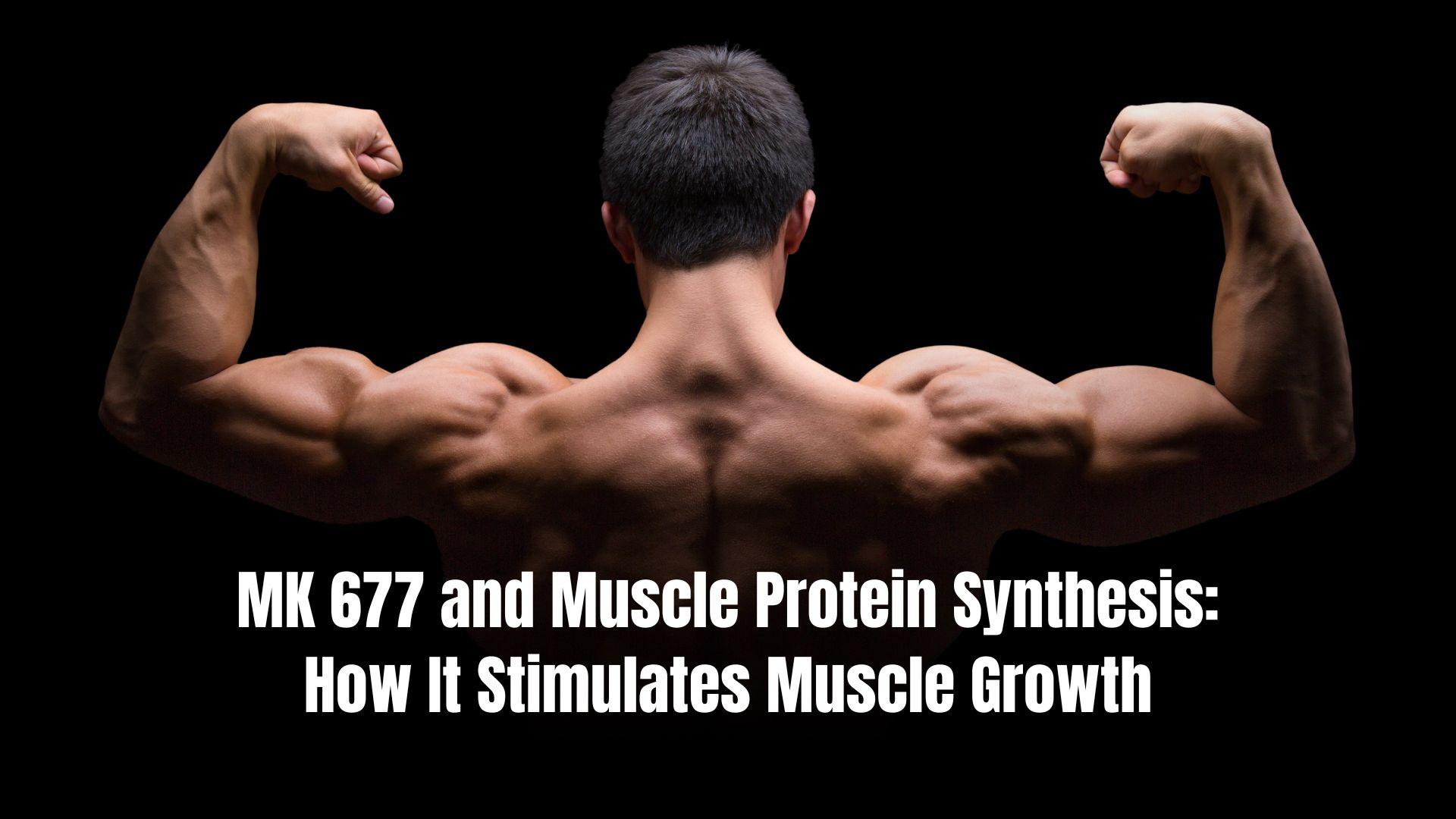 MK 677 and Muscle Protein Synthesis How It Stimulates Muscle Growth