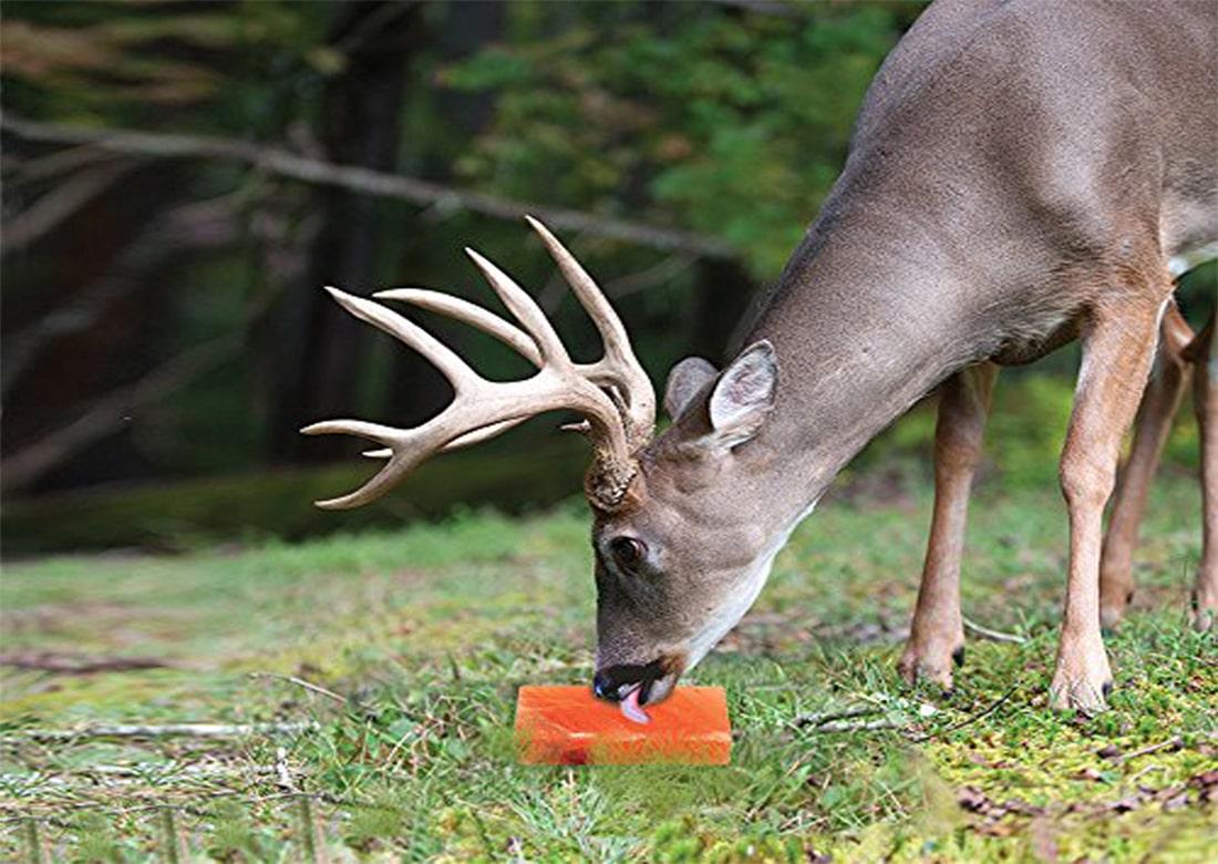 Unlocking the Secrets of Himalayan Salt Lick for Deer